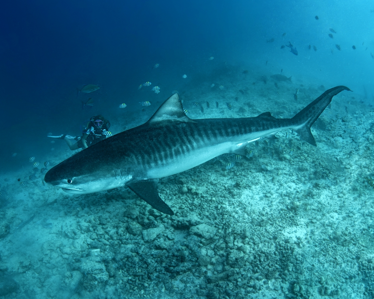 Tiger Shark ronjenja  na Maldivima!